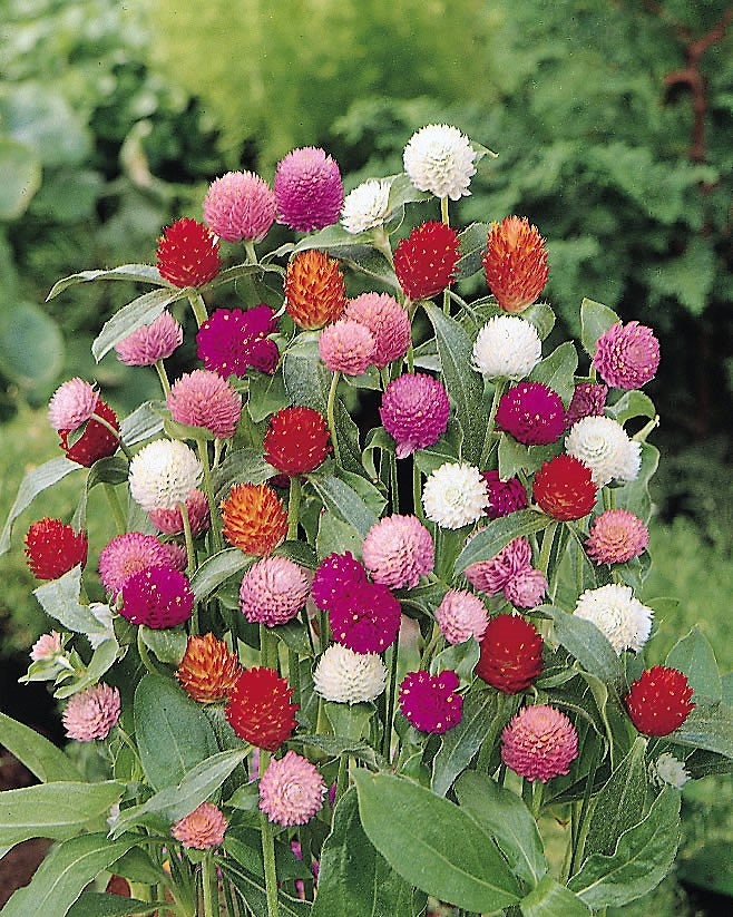 50 Globe Amaranth (Gomphrena Globosa) Seeds