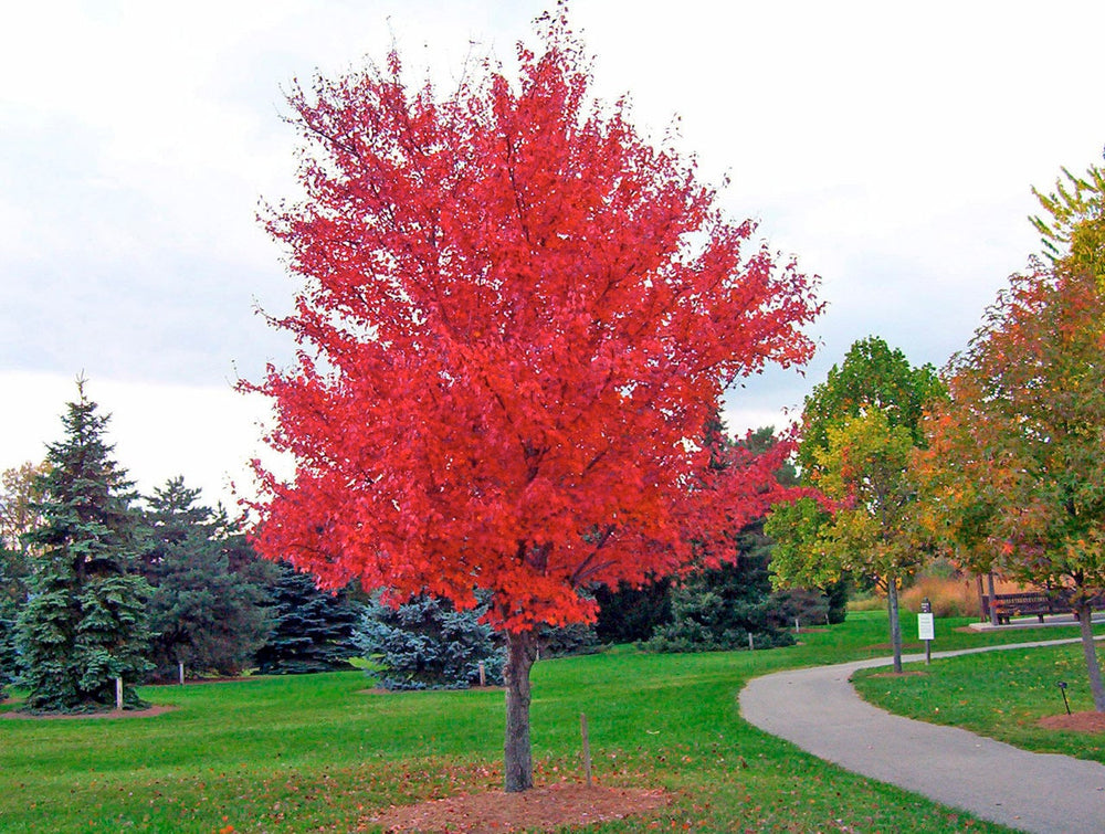 25 Siberian Maple Tree (Acer Ginnala) Seeds