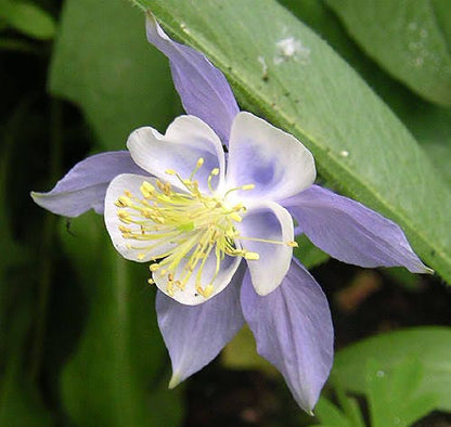 50 Blue Rocky Mountain Columbine (Aquilegia Caerulea) Seeds