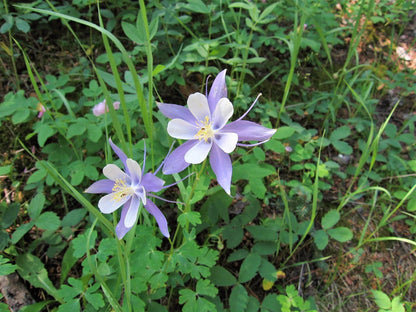 50 Blue Rocky Mountain Columbine (Aquilegia Caerulea) Seeds