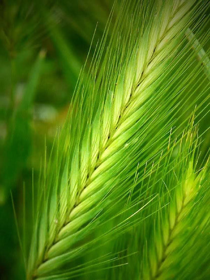 Common Barley (Hordeum vulgare) Seeds – 100 ct
