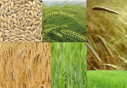 Common Barley (Hordeum vulgare) Seeds – 100 ct