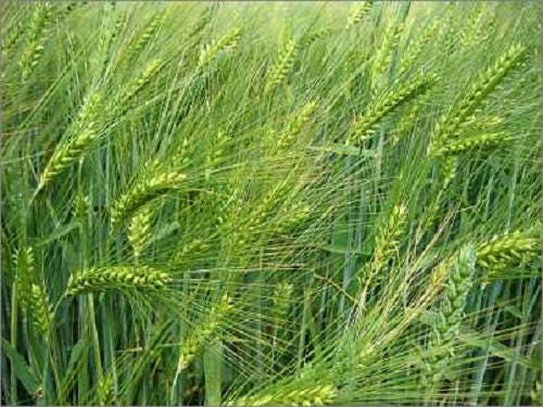 Common Barley (Hordeum vulgare) Seeds – 100 ct