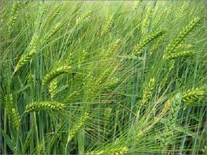 Common Barley (Hordeum vulgare) Seeds – 100 ct