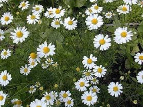 500 ROMAN CHAMOMILE Chamaemelum Nobile Herb Flower Seeds