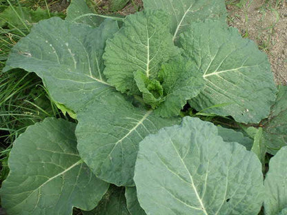 500 Golden Acre Early Cabbage (Brassica Oleracea Capitata) Seeds