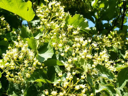 20 Tartarian FLAME MAPLE TREE Red Acer Tartaricum Seeds