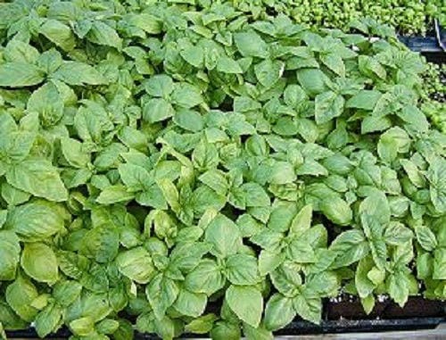 Italian Large Leaf Basil (Ocimum basilicum) Seeds – 1,000 ct