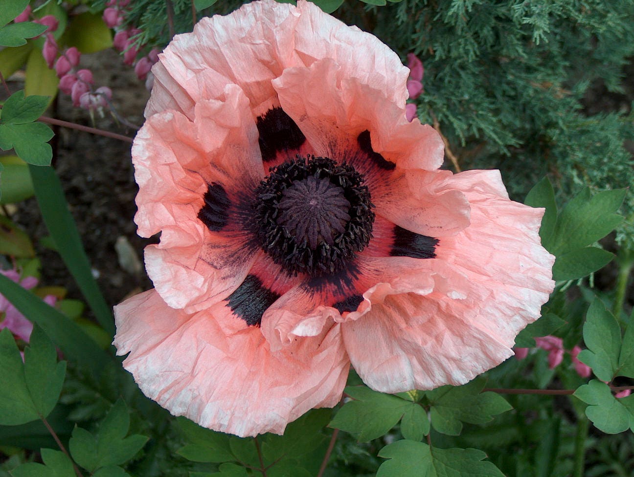 100 Princess Victoria Louise Oriental Poppy P(apaver Orientale) Seeds