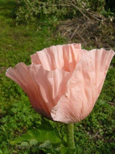 100 Princess Victoria Louise Oriental Poppy P(apaver Orientale) Seeds
