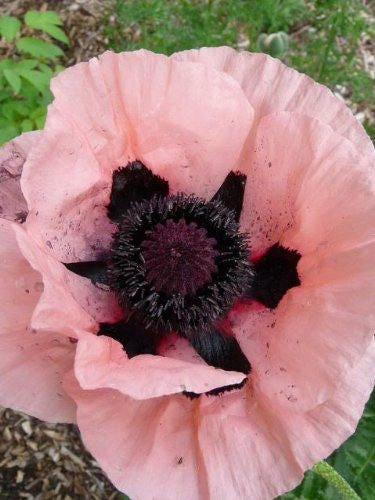 100 Princess Victoria Louise Oriental Poppy P(apaver Orientale) Seeds