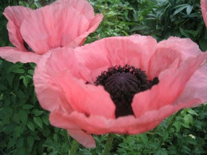100 Princess Victoria Louise Oriental Poppy P(apaver Orientale) Seeds