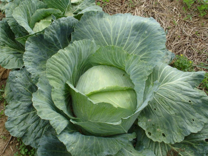 Late Flat Dutch Cabbage (Brassica oleracea var. capitata) Seeds – 500 ct