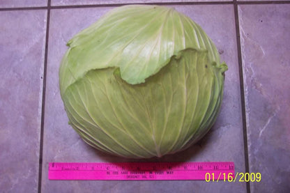 Late Flat Dutch Cabbage (Brassica oleracea var. capitata) Seeds – 500 ct