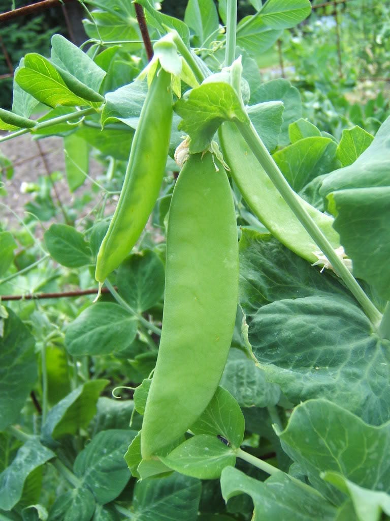 50 Snow Pea (Pisum Sativum) Seeds