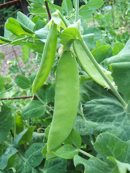 50 Snow Pea (Pisum Sativum) Seeds