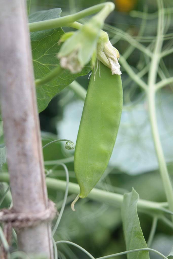 50 Snow Pea (Pisum Sativum) Seeds