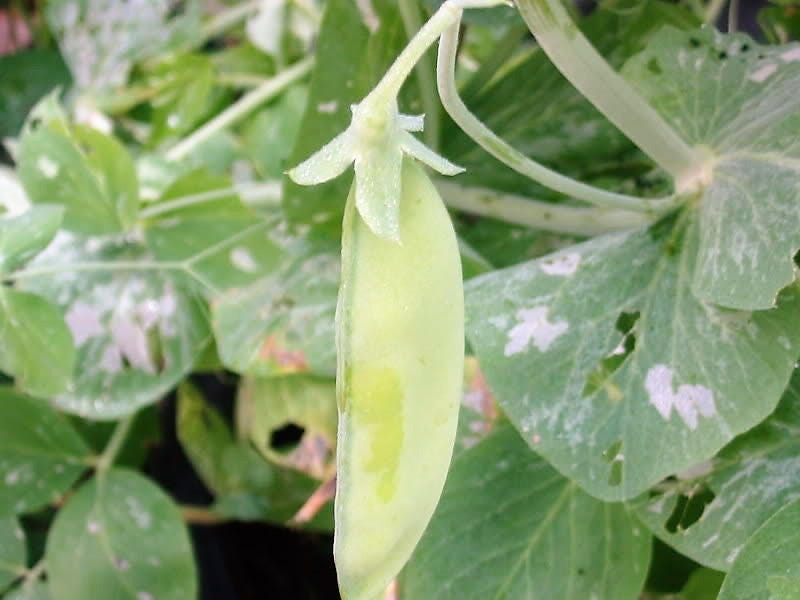 50 Snow Pea (Pisum Sativum) Seeds