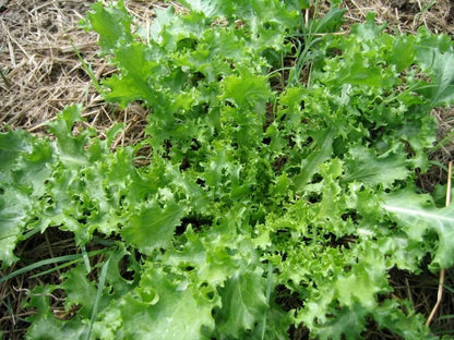 3000 Green Curled Endive / Escarole (Cichorium Endivia) Seeds