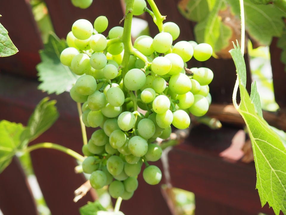50 Green Table Grape (Vitis Vinifera) Seeds