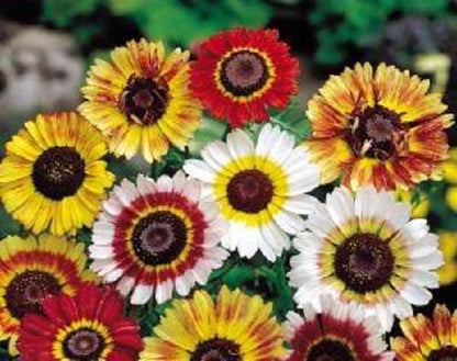 250 TRICOLOR PAINTED DAISY (Pyrenthrum Daisy) Chrysanthemum Carinatum Flower Seeds