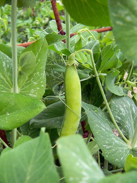 50 Super Sugar Snap Pea (Pisum Sativum Macrocarpon) Seeds