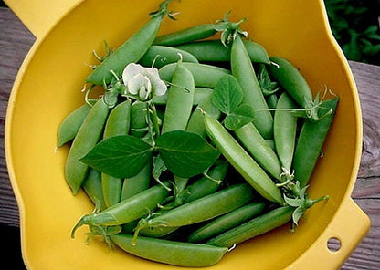 50 Super Sugar Snap Pea (Pisum Sativum Macrocarpon) Seeds