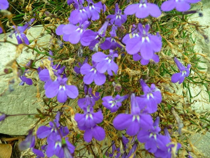 200 LILAC Purple LOBELIA REGATTA Lobelia Erinus Flower Seeds