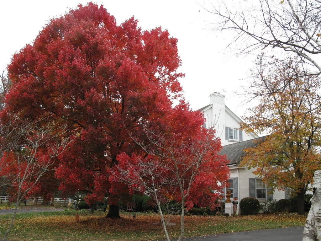 25 Carolina Red Maple (Acer Rubrum) Seeds
