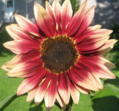 100 AUTUMN BEAUTY SUNFLOWER Helianthus Annuus Flower Seeds