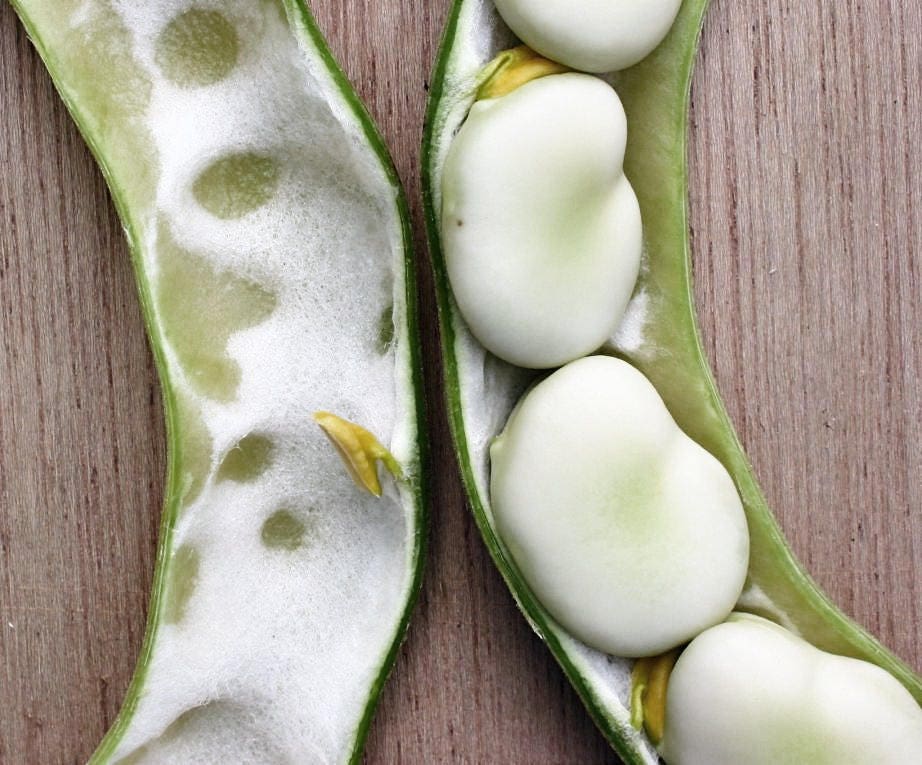50 BABY LIMA BEAN Phaseolus Lunatus Vegetable Seeds