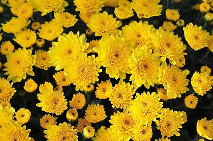 500 YELLOW CHRYSANTHEMUM Flower Seeds