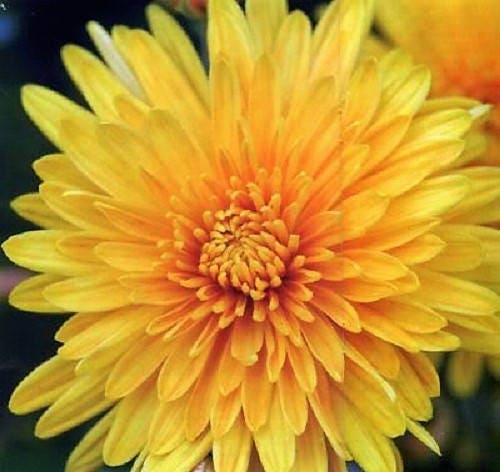 500 YELLOW CHRYSANTHEMUM Flower Seeds