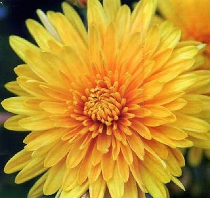 500 YELLOW CHRYSANTHEMUM Flower Seeds