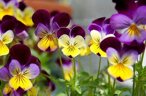 Helen Mount Johnny Jump Up (Viola tricolor) Seeds – 250 ct