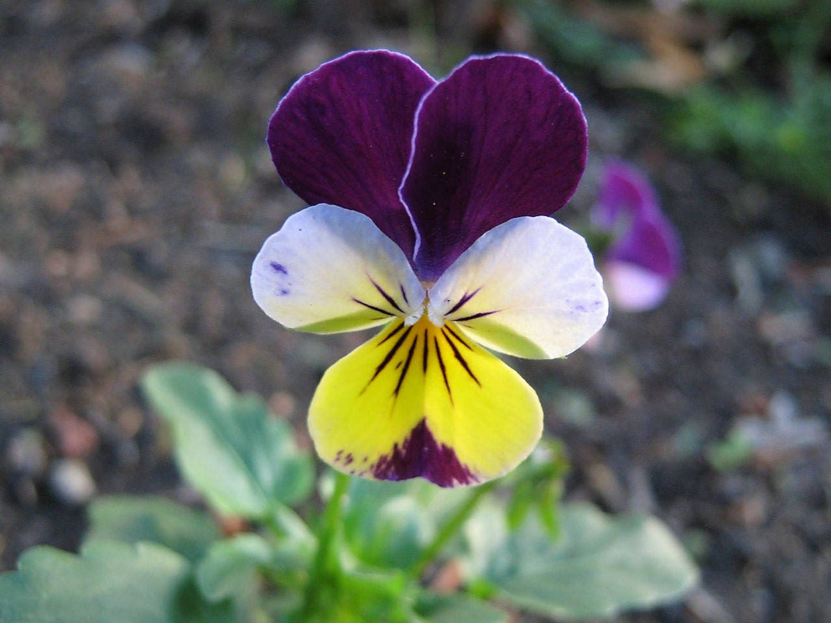 Helen Mount Johnny Jump Up (Viola tricolor) Seeds – 250 ct
