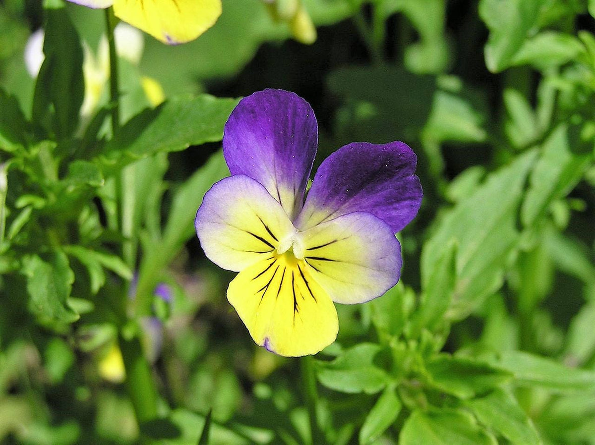Helen Mount Johnny Jump Up (Viola tricolor) Seeds – 250 ct