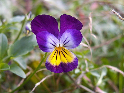 Helen Mount Johnny Jump Up (Viola tricolor) Seeds – 250 ct
