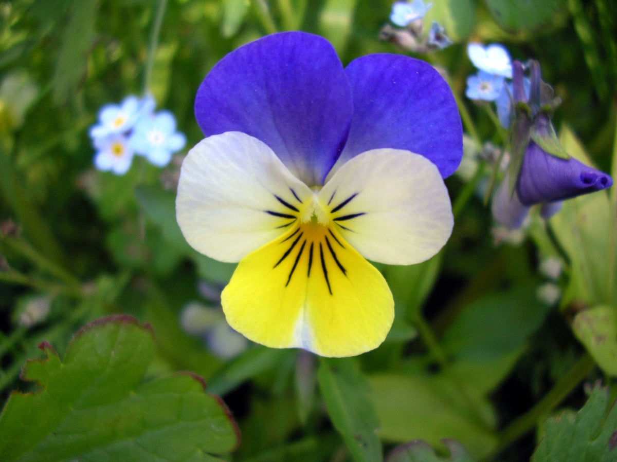 Dark Johnny Jump Up (Viola tricolor) Seeds – 50 ct