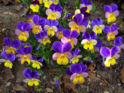 Dark Johnny Jump Up (Viola tricolor) Seeds – 50 ct