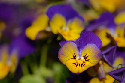 Dark Johnny Jump Up (Viola tricolor) Seeds – 50 ct