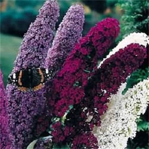 Mixed Butterfly Bush (Buddleja davidii) Seeds – 100 ct
