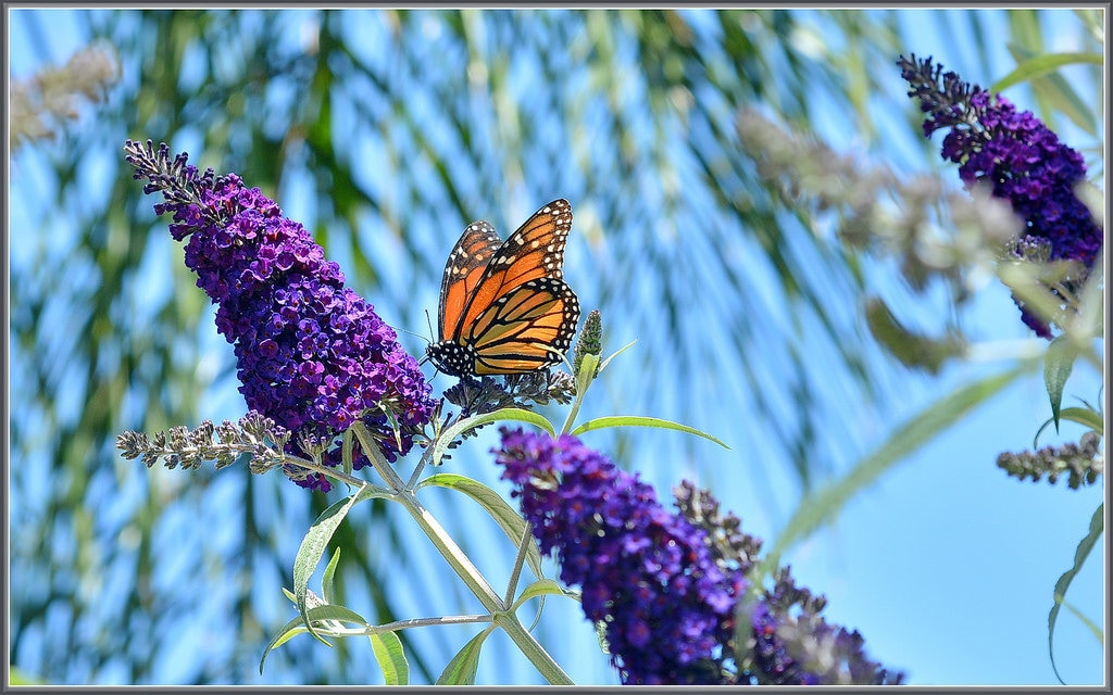 Mixed Butterfly Bush (Buddleja davidii) Seeds – 100 ct