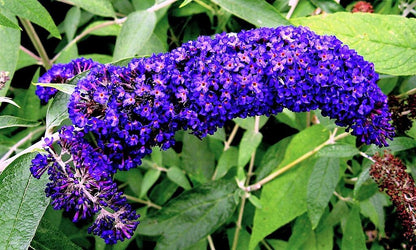 Mixed Butterfly Bush (Buddleja davidii) Seeds – 100 ct