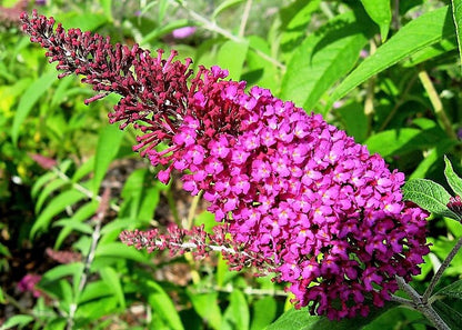 Mixed Butterfly Bush (Buddleja davidii) Seeds – 100 ct