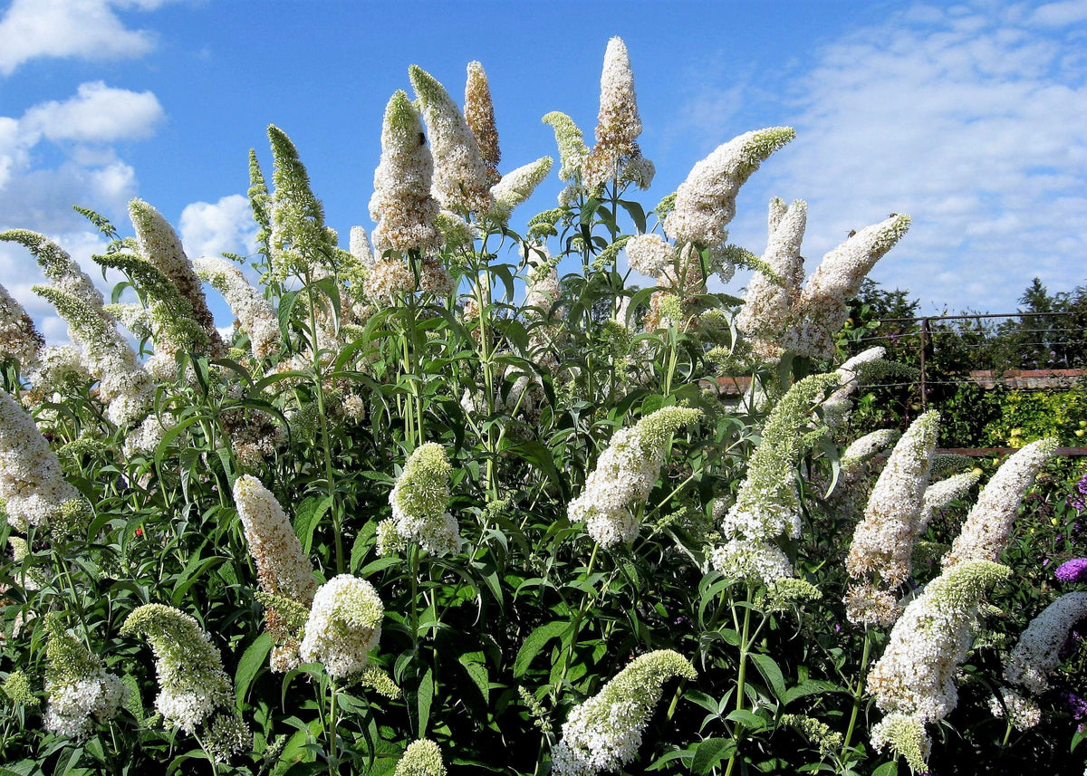 Mixed Butterfly Bush (Buddleja davidii) Seeds – 100 ct