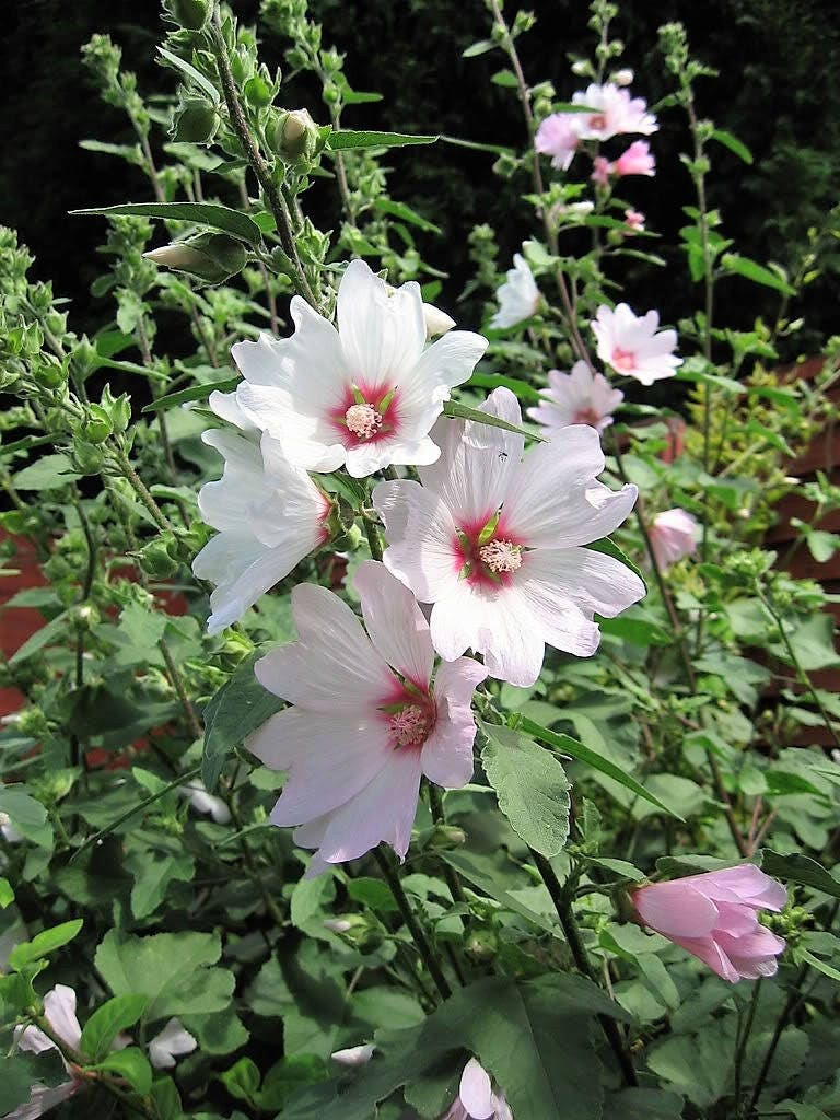 200 Rose Mallow (Hibiscus Lavatera Trimestris) Seeds