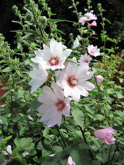200 Rose Mallow (Hibiscus Lavatera Trimestris) Seeds