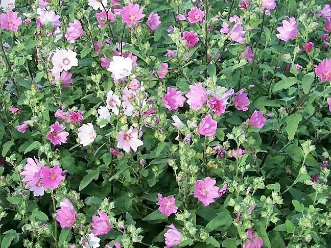 200 Rose Mallow (Hibiscus Lavatera Trimestris) Seeds