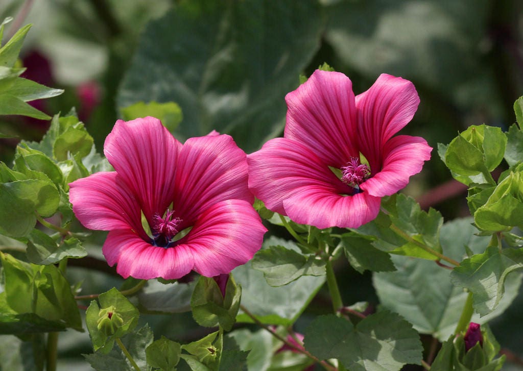 200 Rose Mallow (Hibiscus Lavatera Trimestris) Seeds